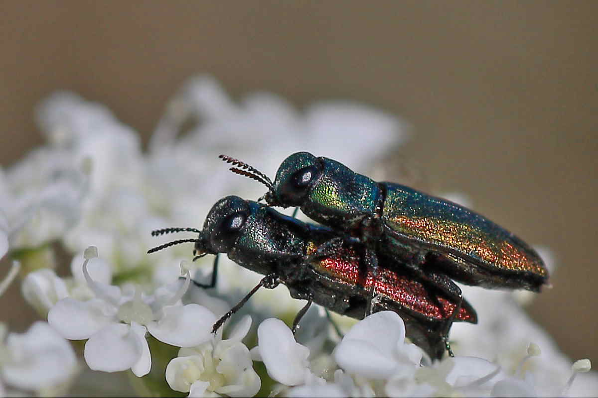 Buprestidi del Conero da identificare: A. thalassophila?